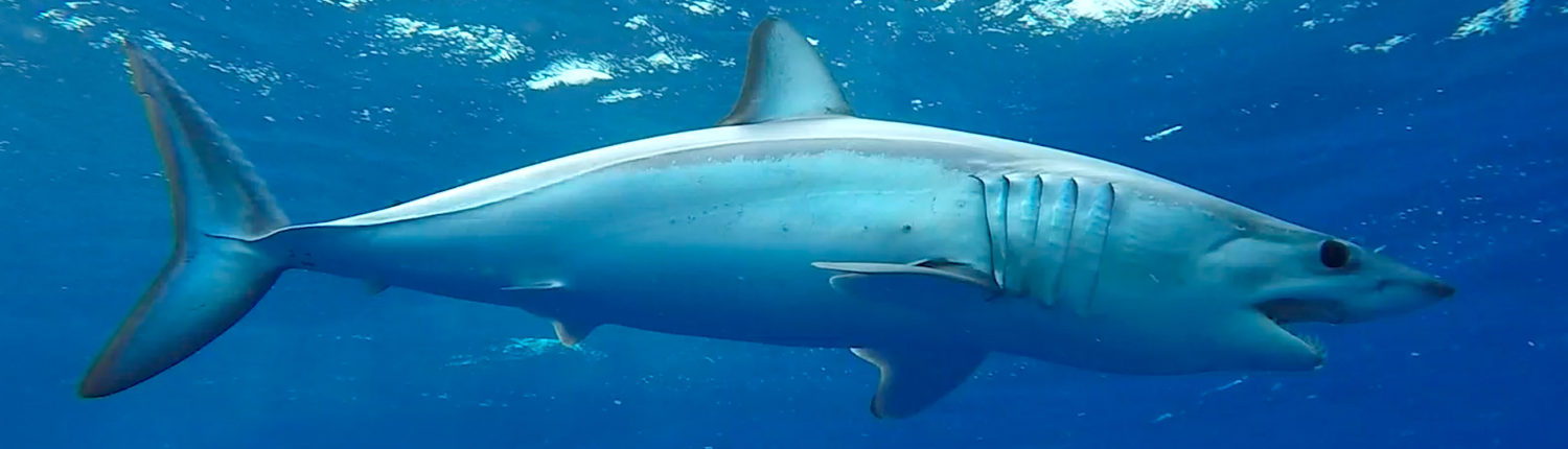 Shortfin Mako Shark